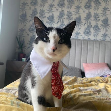 Wake Up With 2 Cats On Your Face Дъблин Екстериор снимка