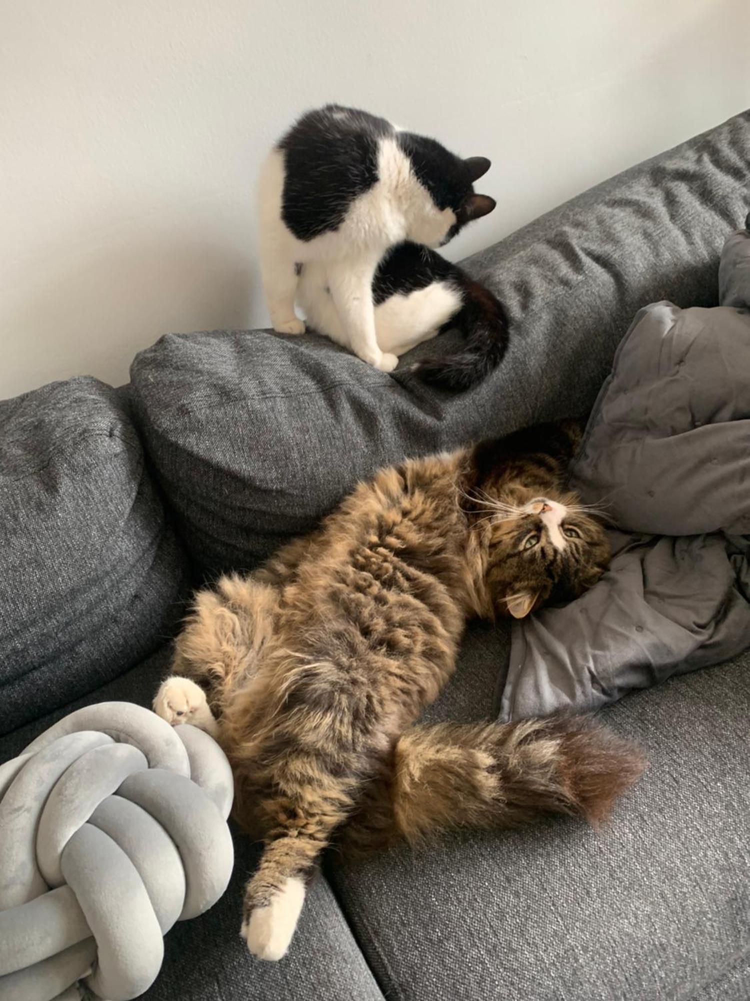 Wake Up With 2 Cats On Your Face Дъблин Екстериор снимка