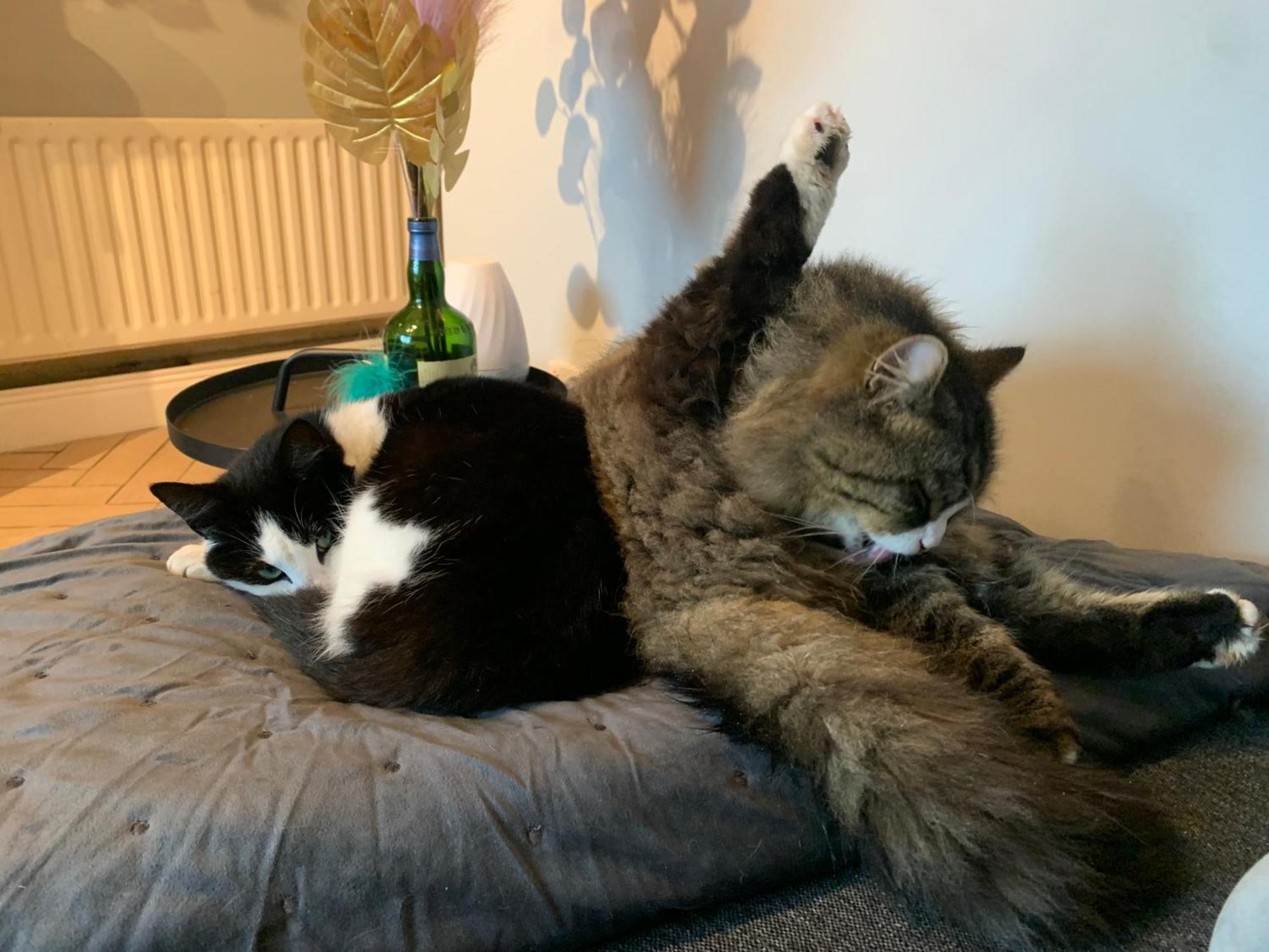 Wake Up With 2 Cats On Your Face Дъблин Екстериор снимка